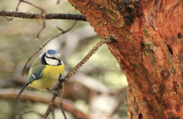 ...  malčká  v  nepohode  ...