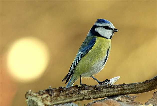 ... fotogenická ...
