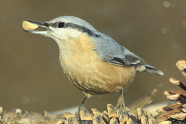 ...  mám   ťa   ...