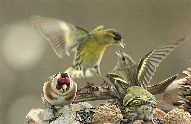 ...  a  teraz  ja  ...
