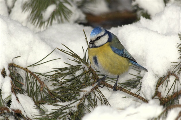 ...  tvrdý  život  ...