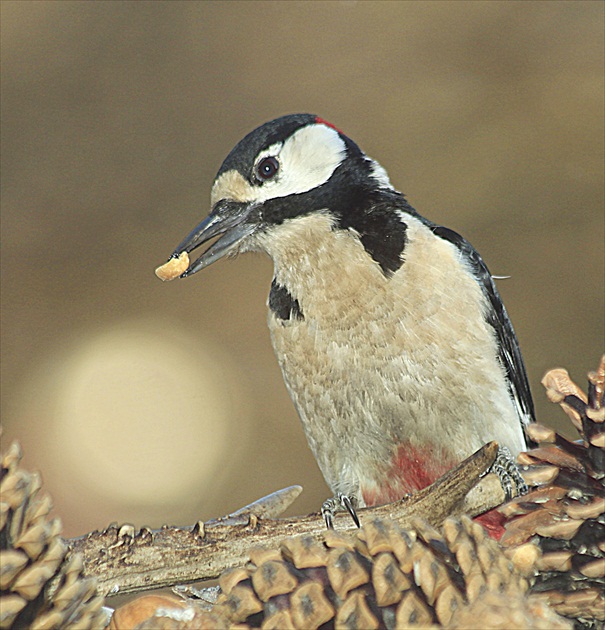 ...  najradšej  má  oriešky  ...