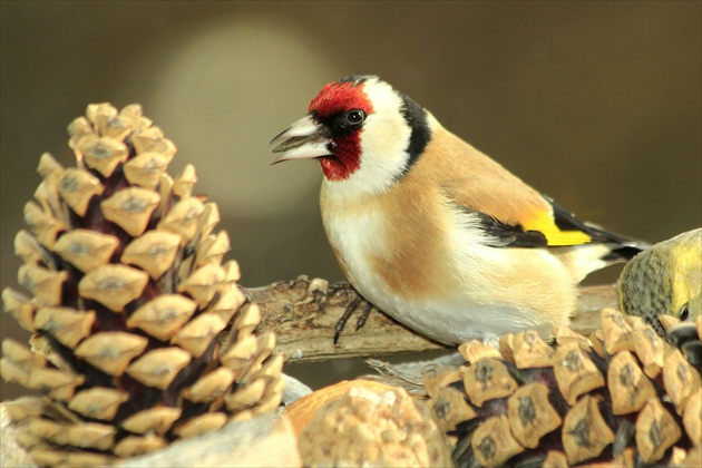 ... stehlík ... pestrík ...