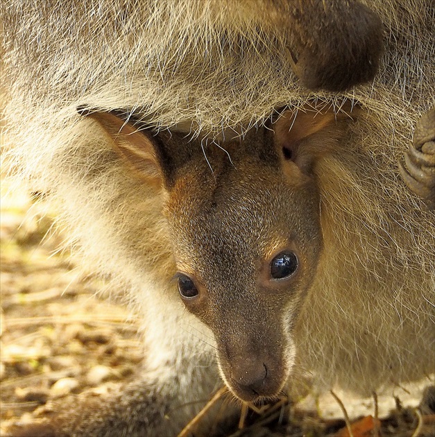 ...  malá  kengura  pozerá  z  maminho  vaku  ...