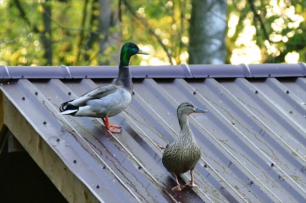 ...  divé  kačky  na  streche  ...