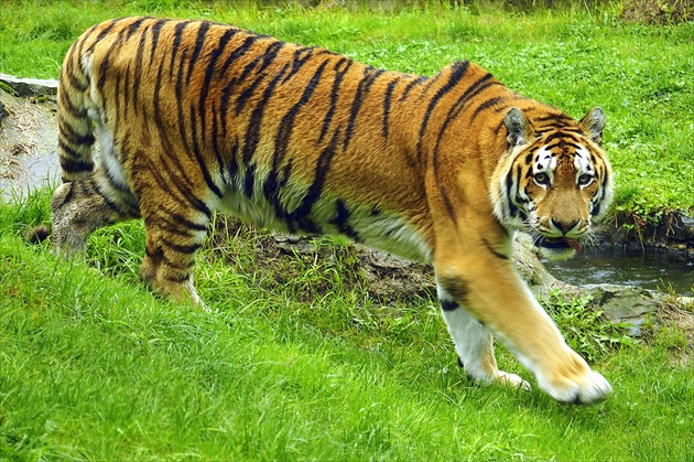 ...  lenivý  tiger  ...