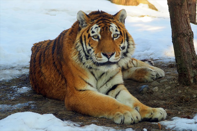 starý  chorý  tiger  ...