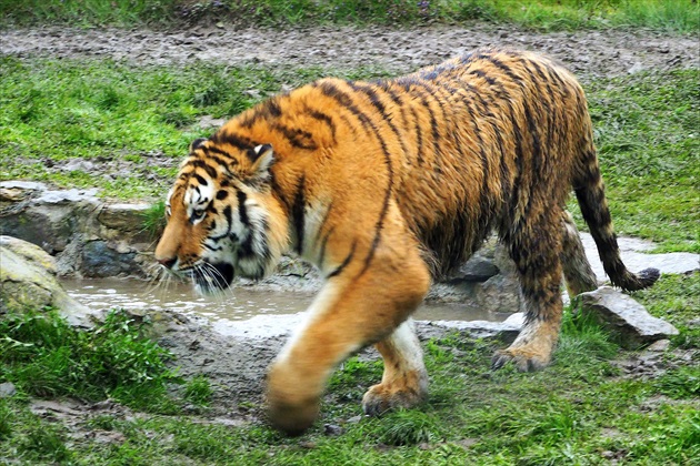 zmoknutý  mladý  tiger  ...