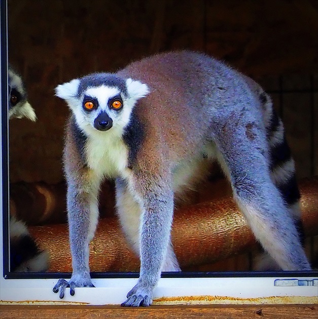 dominantná samica lemur kata  ...