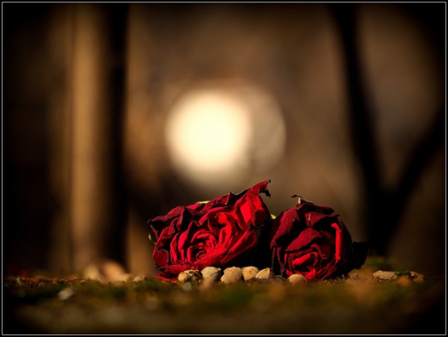 koniec  ruže  ...