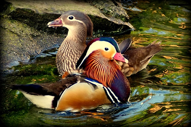 v pohode pri brehu ... kačica  mandarínska ...