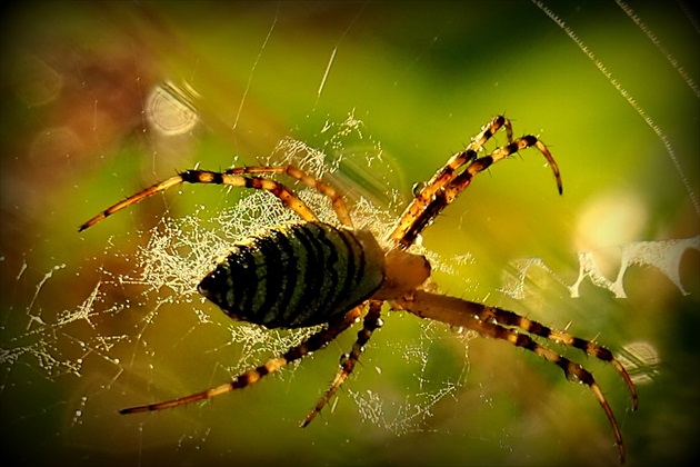 aj pavúčik ma rád raňajšie slnko  ...