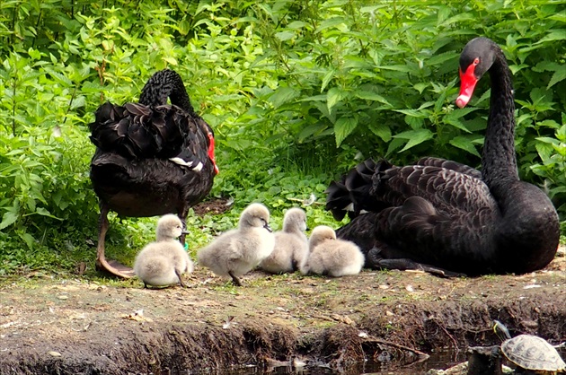 spokojná rodinka čierných labutí ...