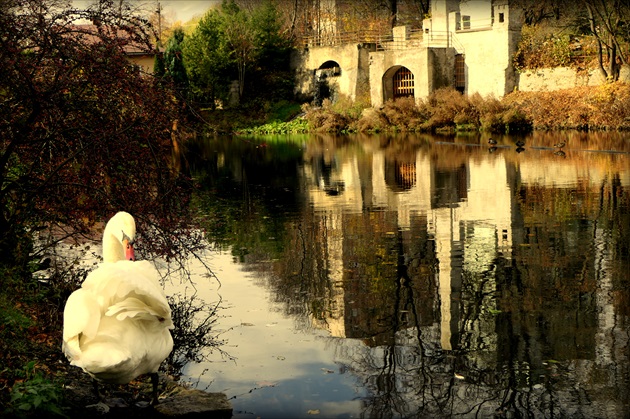 a pohľad na jazero bielých labutí  ...