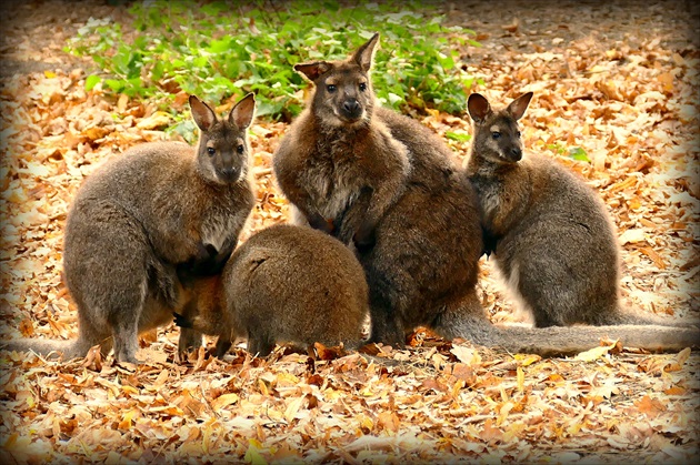 poslušné  kengury  ...