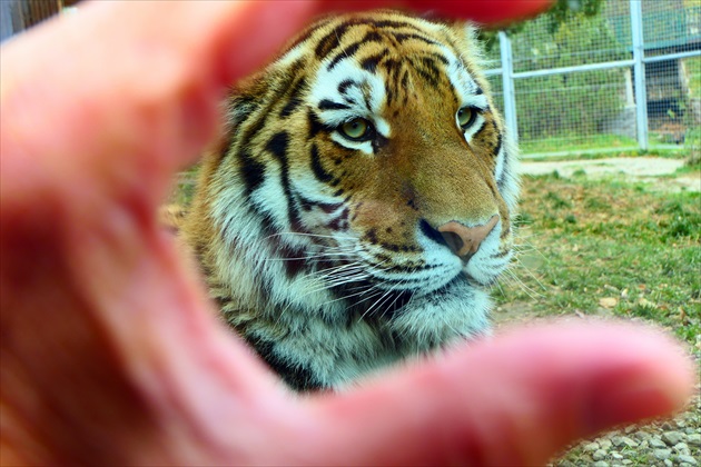 a len taký maličký tiger  ...