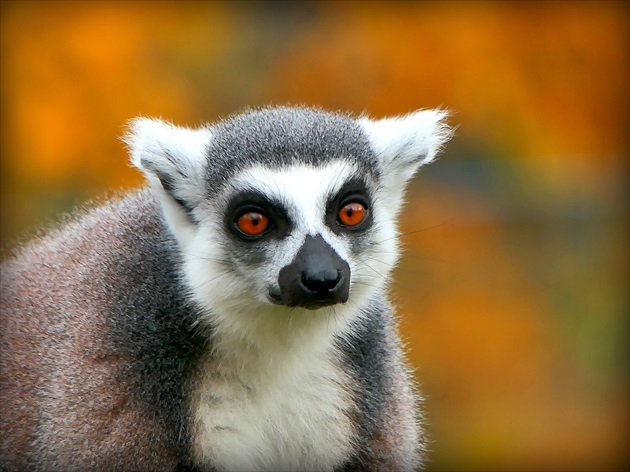 ja som občan Madagaskaru  ...