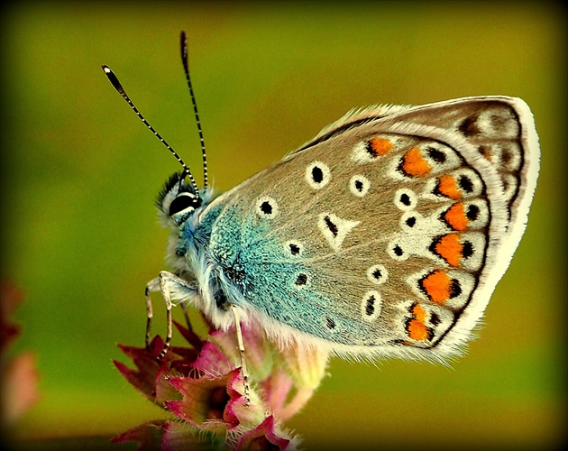 a motýlik na kvete ... detail ...
