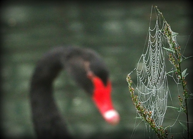 čierna labuť pozoruje pavučinku ...