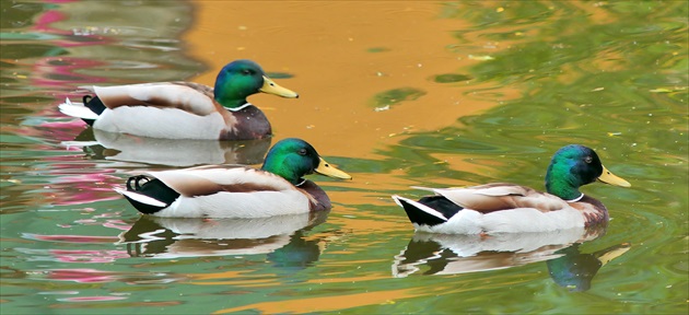 a traja samci kačky divej na jazere ...