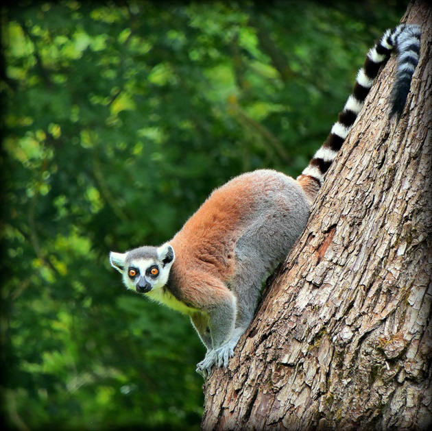 a okatý lemur na strome ...