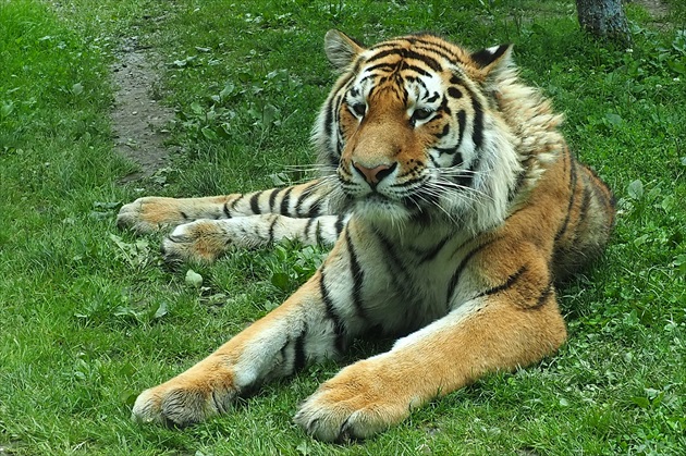 a spokojný tiger odpočíva ...