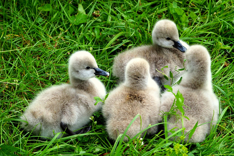 malé labute odpočívajú v tráve ...