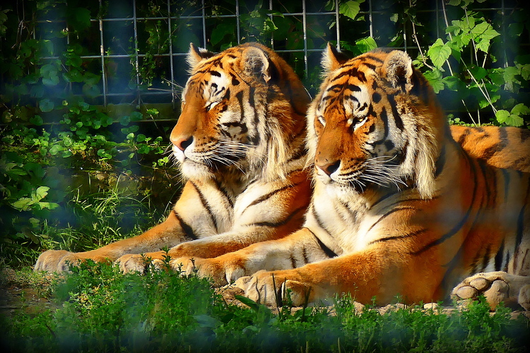 a tigrí bratia na slnku driemajú ...