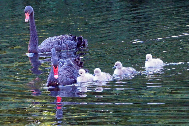 kompletná rodinka čiarných labutí