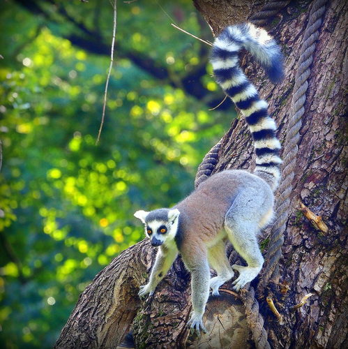 aj lemur si užíva nedeľu ...