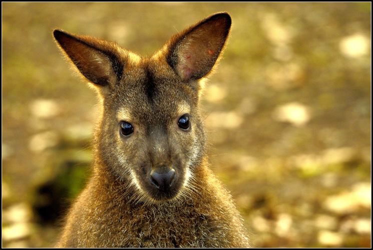 a malá kengura ma počkala ...