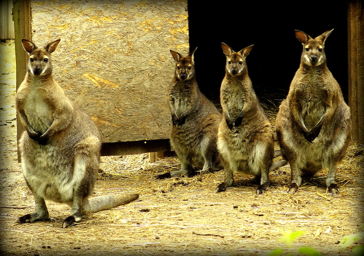 aj kenguri červenokrké zapozujú ...