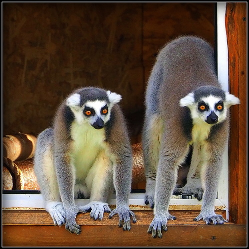 a lemury vychádzajú zo spálne ...