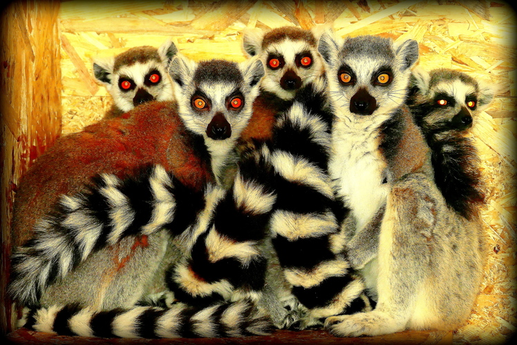 a spoločný pohľad naších lemurov ...