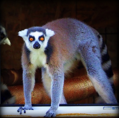a lemur kata vychádza zo svojej spálne ...