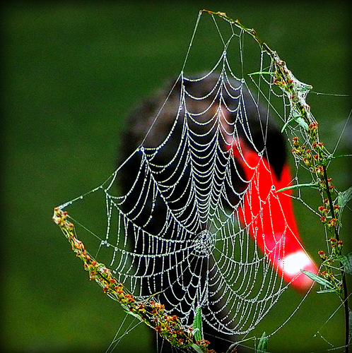 a čierna labuť za pavučinkou ...