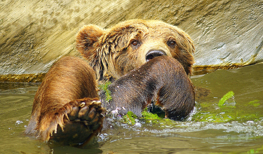 a detail plávajúceho medveďa ...