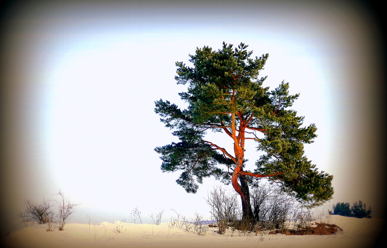 a jeden osamelý strom ...