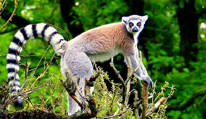 a okatý lemur hneď všetko zbadá ...