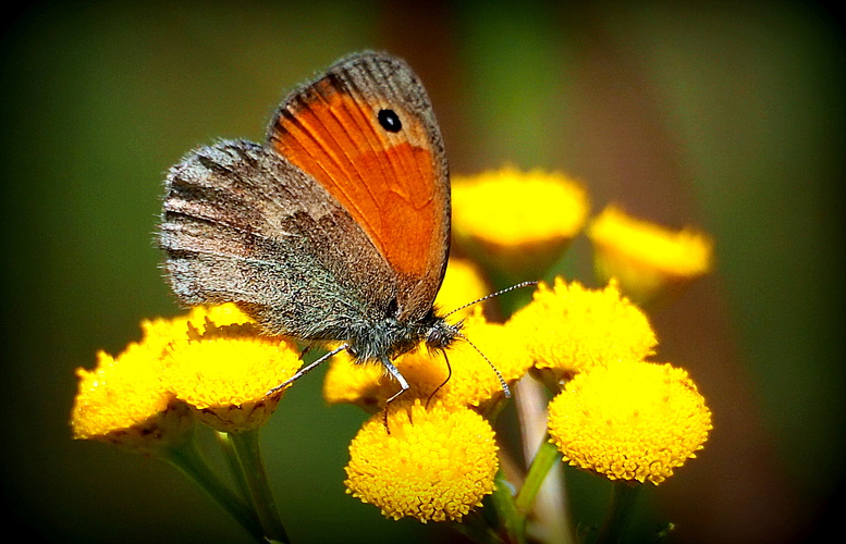 a čas motýľov určite fotografov prírody poteší ...