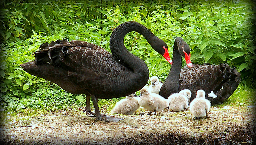 a rodinka čierných labutí na brehu jazera ...