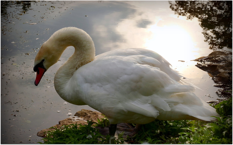 a smutná biela labuť na brehu jazera ...
