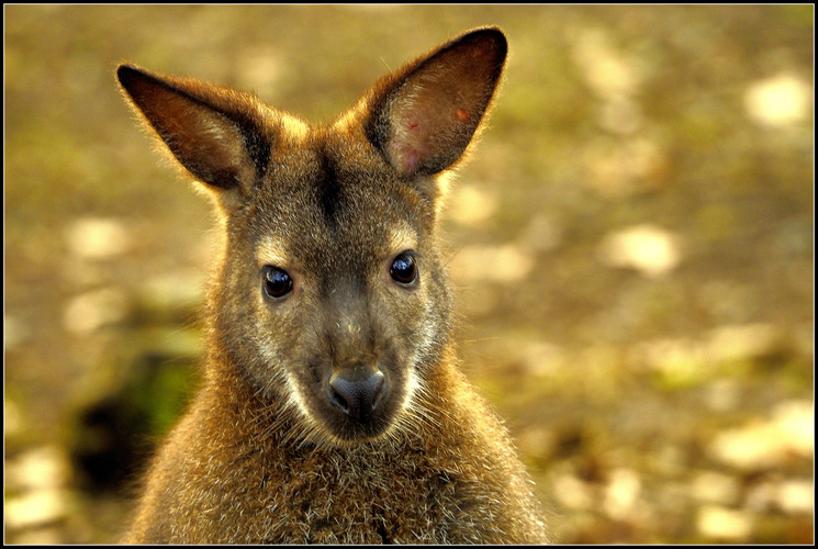 a maličká kengura ma hneď zbadala ...
