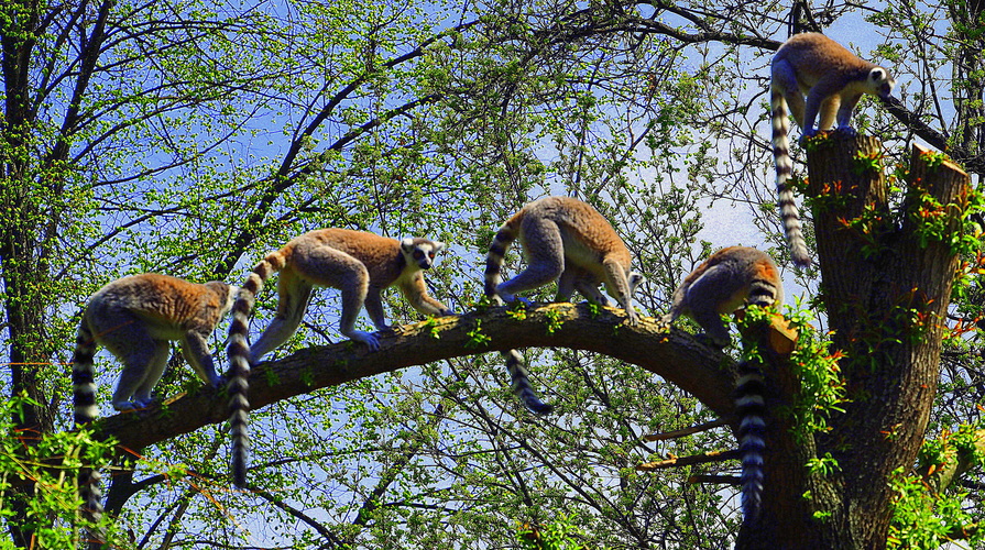 a lemury ako stromolezci v našej ZOO ...