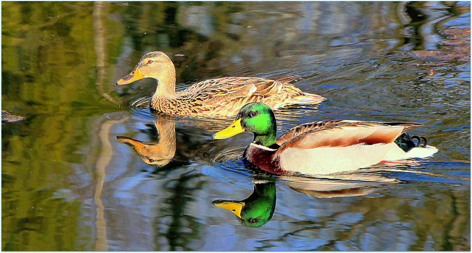 párik divých kačiek na jazere v ZOO ...