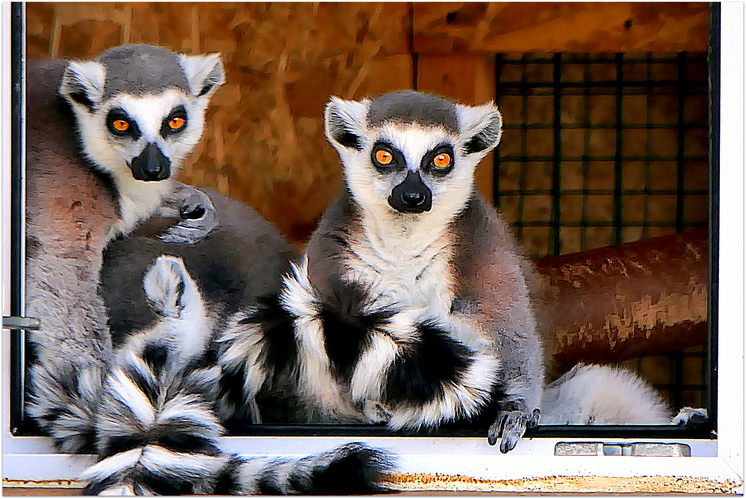 aj lemury majú svoju komôrku ...