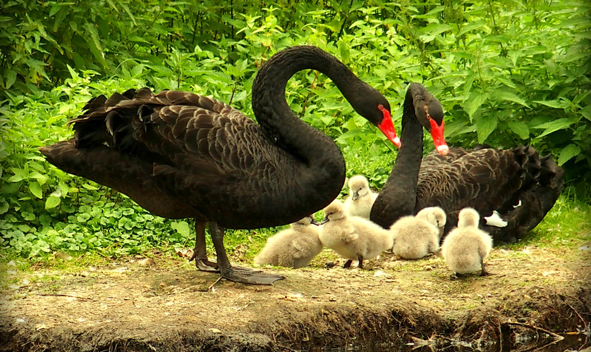 a rodinka labutí čierných na ostrove ...