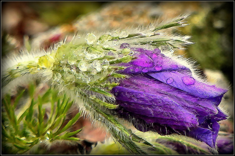 a detail kvetu po dnešnom daždi ...