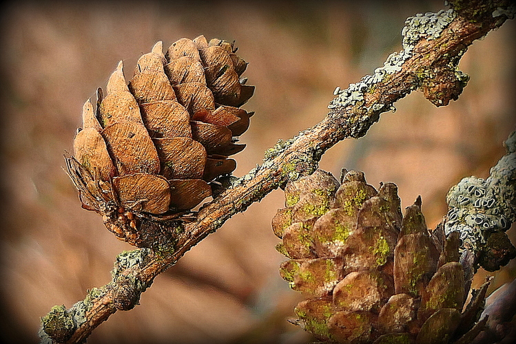 a druhý jarný detail ...