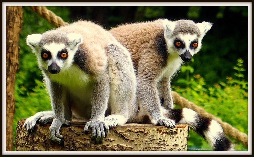 a lemury v našej ZOO majú vlastný ostrov Madagaskar .....